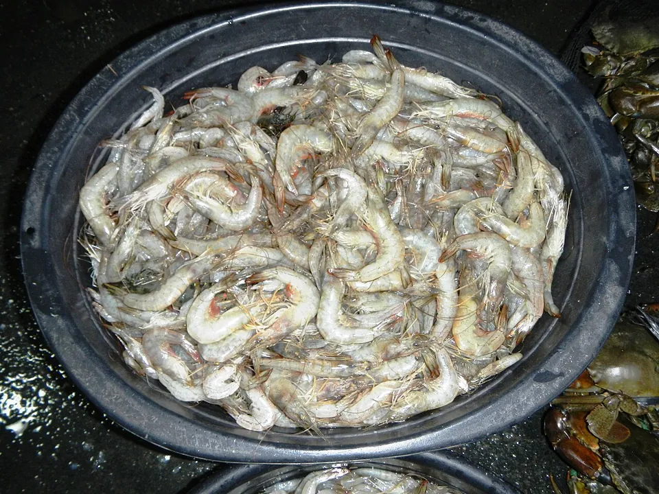 南美白对虾, photo 2 of 3