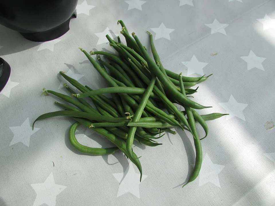四季豆, photo 1 of 1