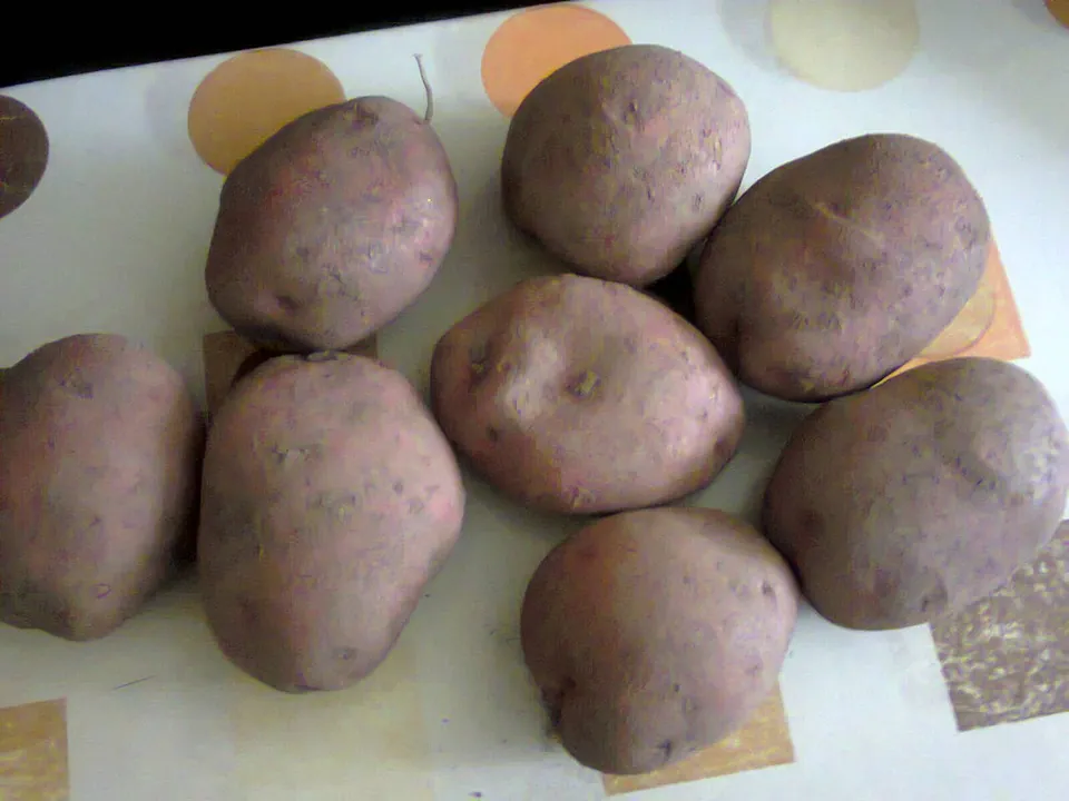 土豆, photo 2 of 3