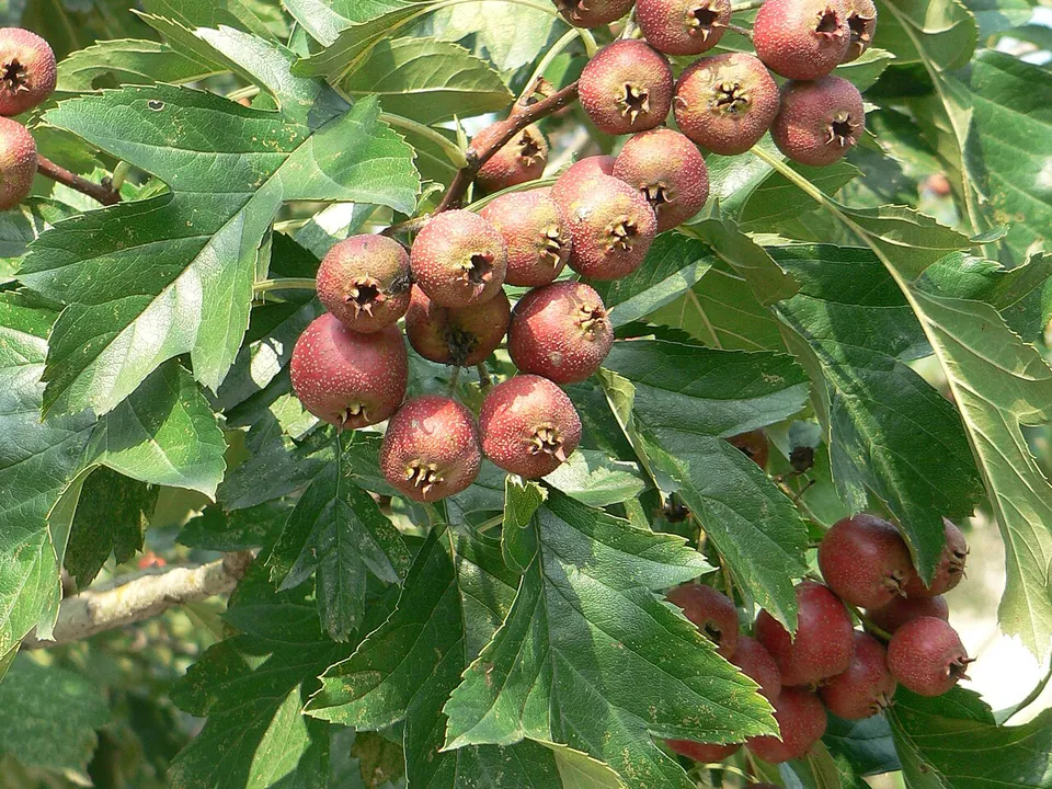 山楂, photo 1 of 3