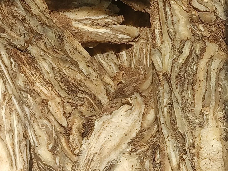 当归, photo 2 of 2