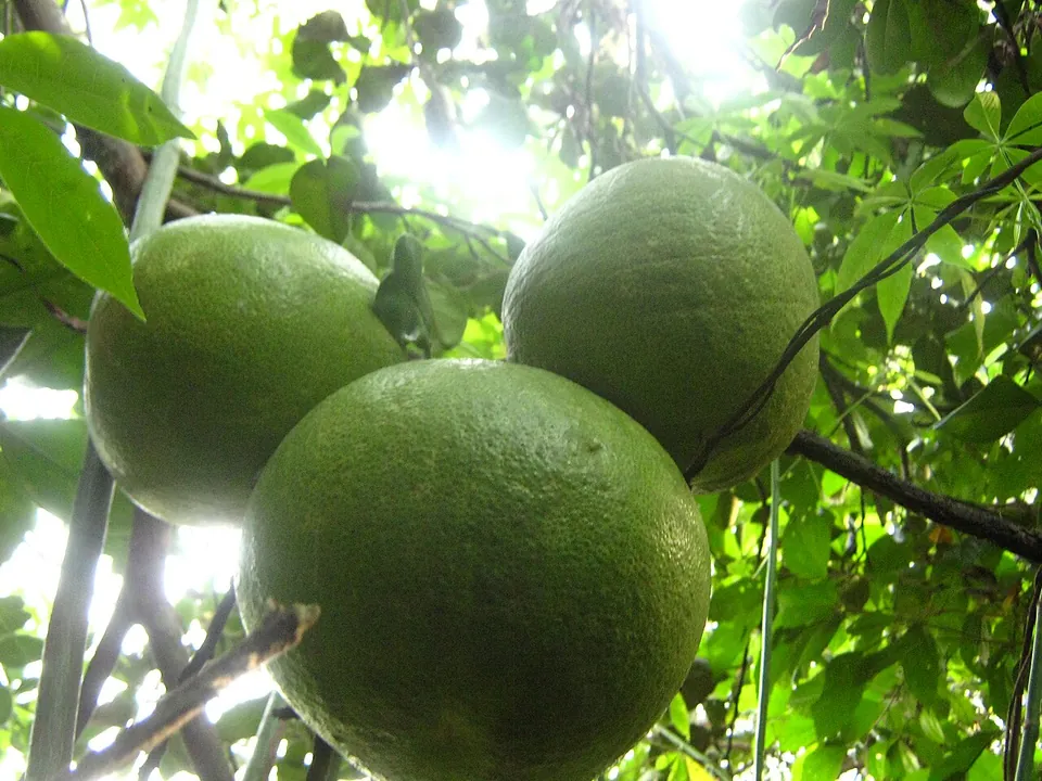 柚子, photo 2 of 2