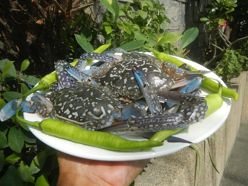 梭子蟹, photo 2 of 3