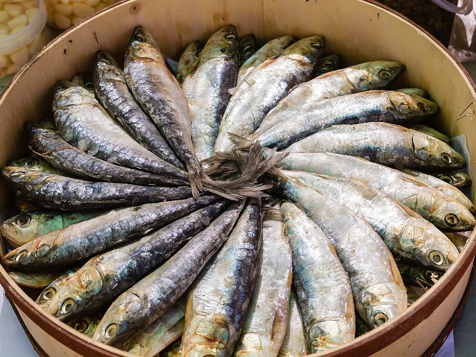 沙丁鱼, photo 1 of 3