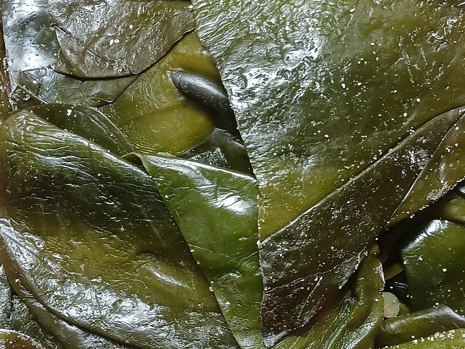 海带, photo 1 of 3