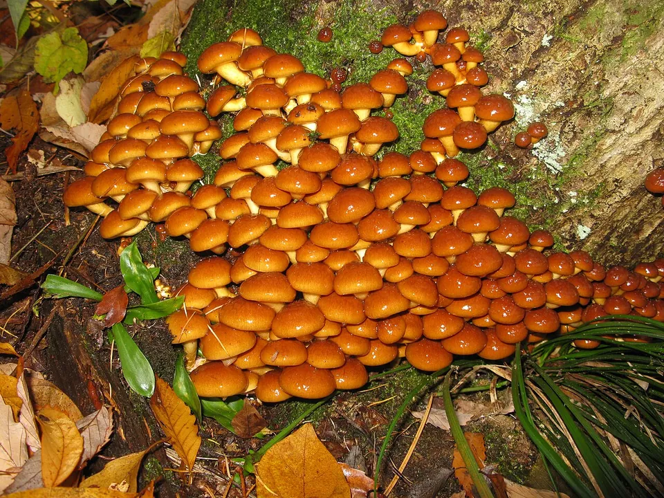滑子菇, photo 1 of 2