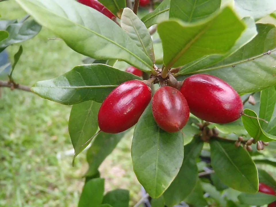 神秘果, photo 1 of 3