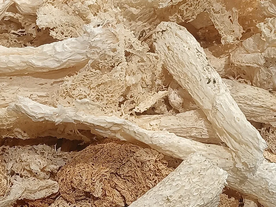 竹荪, photo 2 of 3