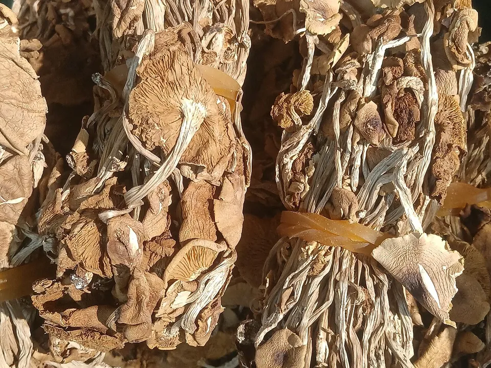 茶树菇, photo 2 of 2