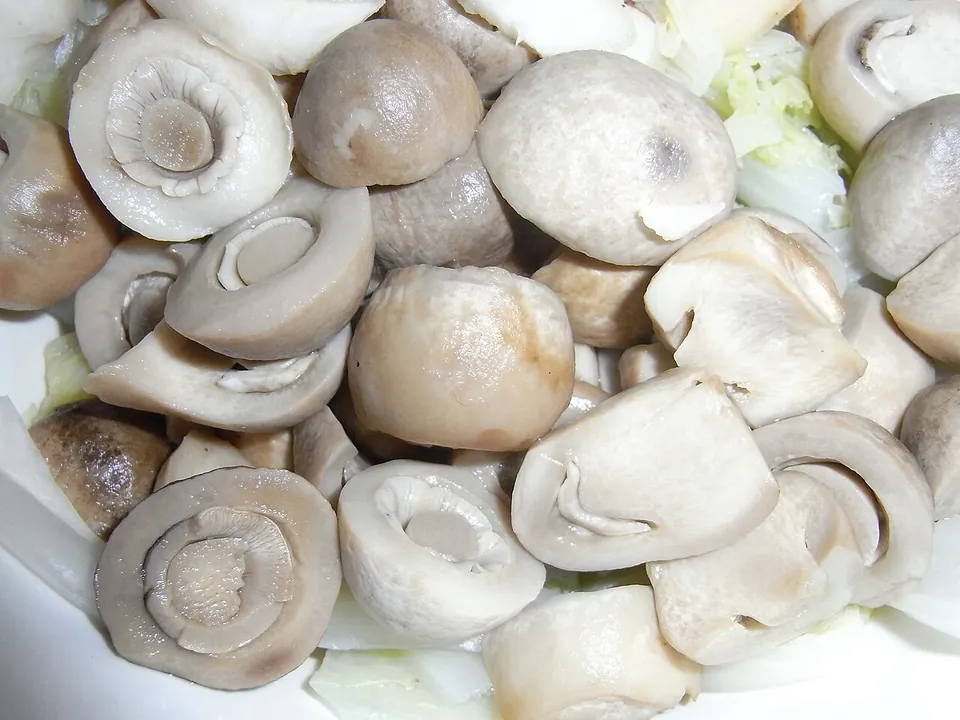 草菇, photo 2 of 3