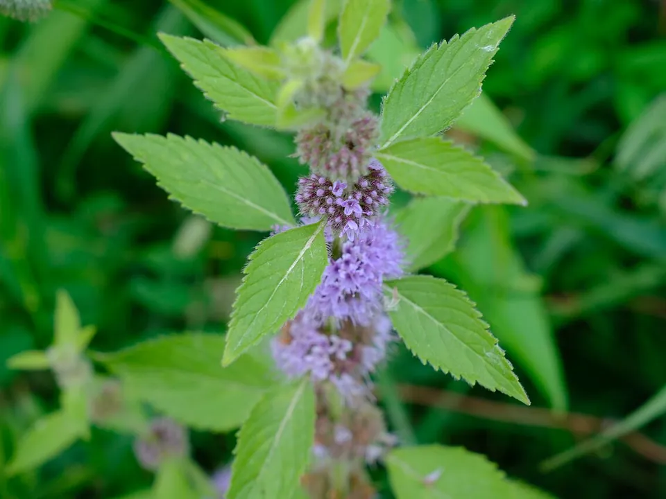 薄荷, photo 2 of 3