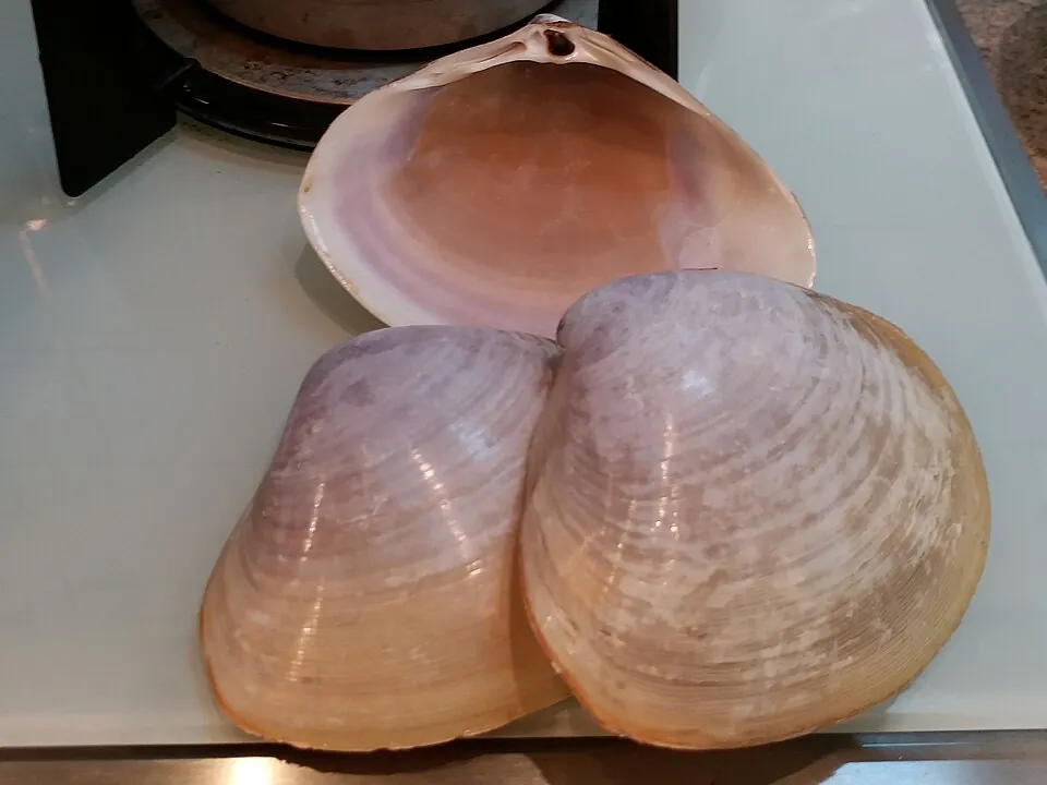 西施舌, photo 1 of 2