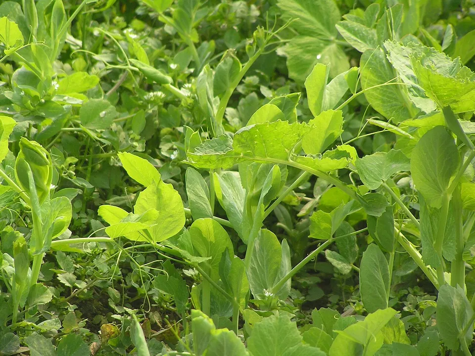 豌豆尖, photo 3 of 3