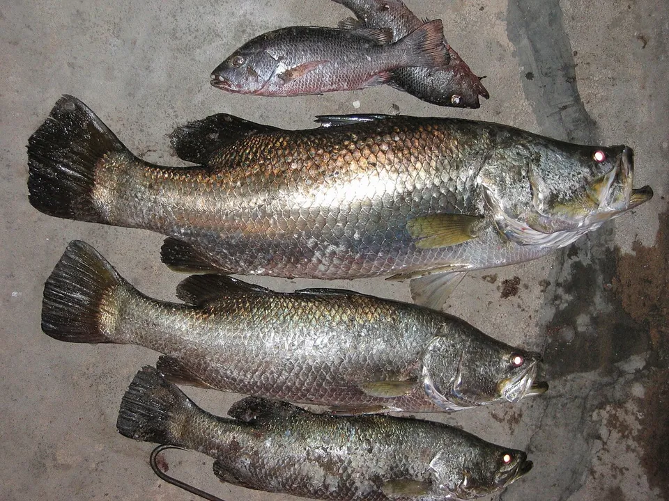 金目鲈, photo 2 of 2