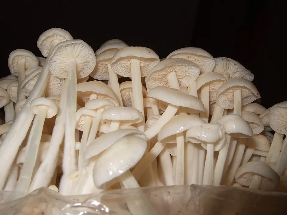 金针菇, photo 2 of 3