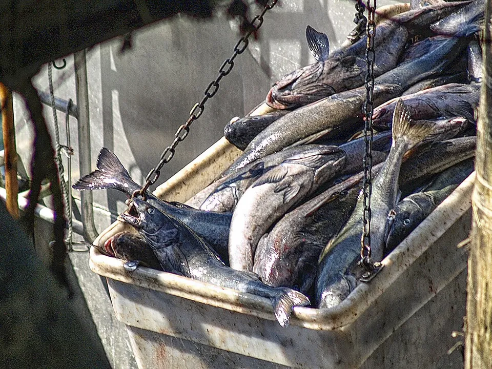 银鳕鱼, photo 2 of 2