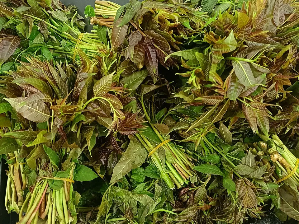 香椿, photo 3 of 3