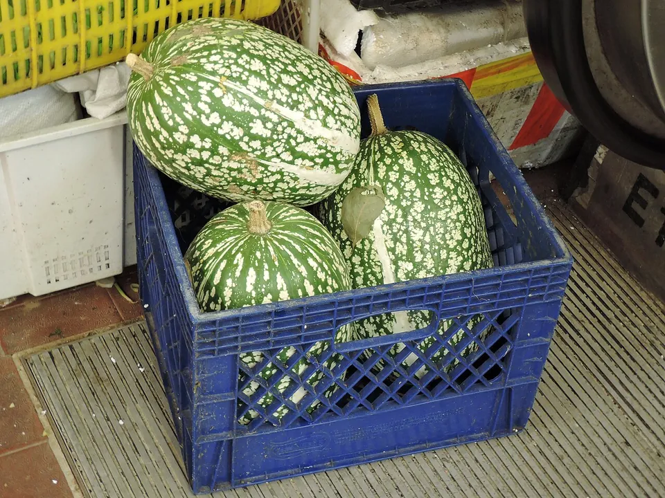 鱼翅瓜, photo 1 of 2