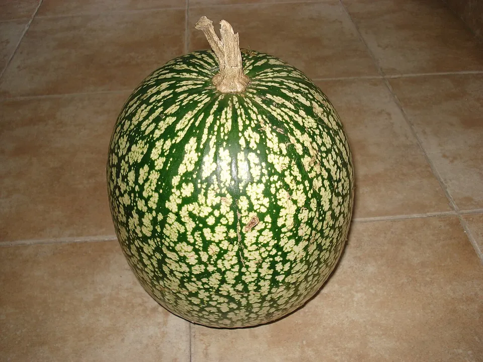 鱼翅瓜, photo 2 of 2