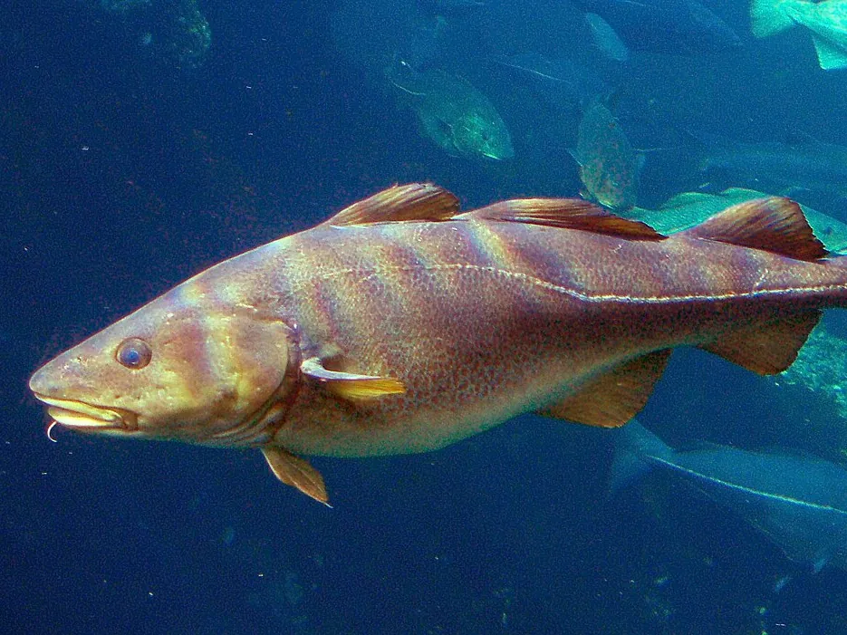 鳕鱼, photo 1 of 2