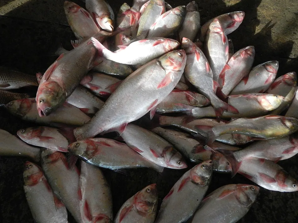 鳙鱼, photo 2 of 2