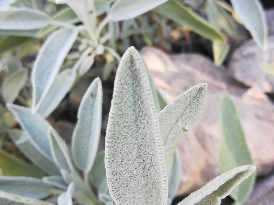 鼠尾草, photo 1 of 2